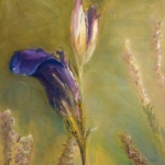 blauwe iris