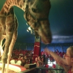 Circus giraffe