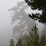 Morningmist on Palma