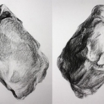 dubbele schelp (oester) 5