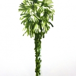 palmboom 11