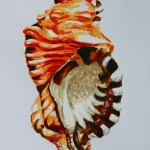 shell 7