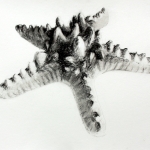 Starfish