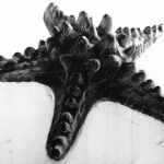 Starfish 1