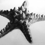 Starfish 2