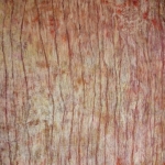 bloembed 2