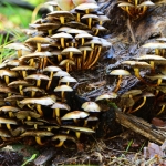 Een groep paddenstoelen