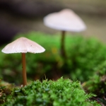 Een paddenstoeltje op het mos
