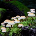 Een aantal paddenstoelen