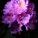 De bloemen van een rododendron