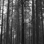 Leuvenumse bos HDR (zwart/wit)