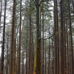 Leuvenumse bos HDR (kleur)