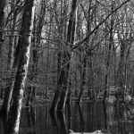 Waterbos(zwart-wit)
