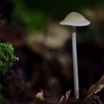 Klein wit paddenstoeltje
