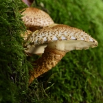 3 paddenstoelen in het mos