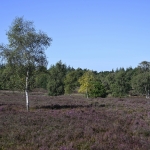 Zicht over de paarse heide met bomen