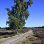 Een boom met een pad over de heide