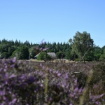 Paarse heide met  een schaapskooi