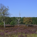Een uitzicht over de heide met bomen
