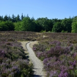 Een pad over de paarse heide