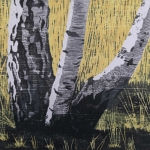 berkenboom op de Strabrechtse Heide