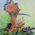 Hop (weidevogel)