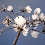 Bloemen (Winter)
