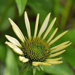 Zonnehoed (Echinacea)