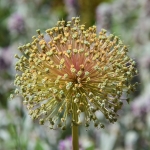 Allium (Sierui)