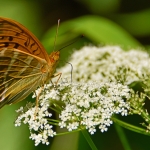 Keizersmantel vlinder