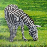 Yara's zebra