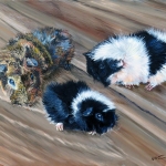 Vito's cavia's