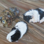 Vito's cavia's