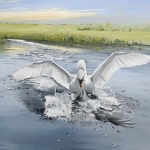 A swan landing
