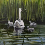 Zwanenfamilie