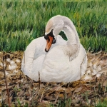 Swan on its nest