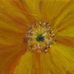 Gele papaver
