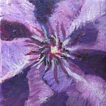 Clematis Paars - mini