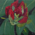 Rodondendron - mini