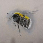 Hommel