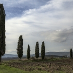 Landschap met cypressen