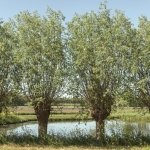 Wilgen aan de Achterkade bij Vianen