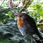 Roodborstje tussen de bomen