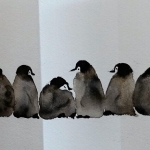 Pinquins zwart-grijs vouwkaart