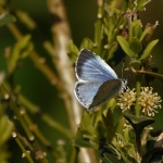 Boom blauwtje vlinder