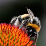 Hommel