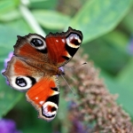 De Dagpauwoogvlinder