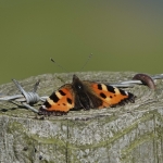 De kleine vos vlinder