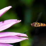 De Zweefvlieg en de zonnehoed