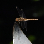 Steenrode heidelibel